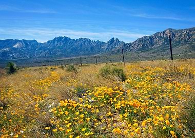 Poppies at Aquirre Springs