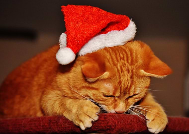 Christmas Cat