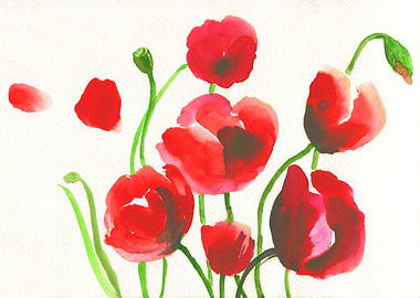 Poppies