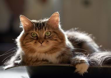 Beautiful Cat