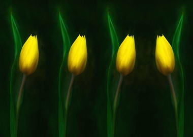 Yellow Tulips