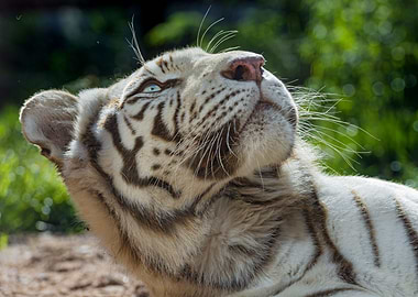White Tiger