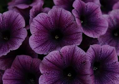 Purple Petunias On Black