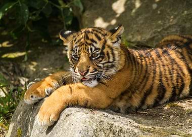 Baby Tiger