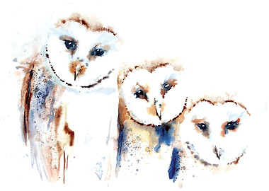 Barn Owls
