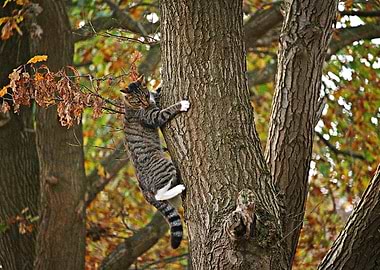Cat on a tree