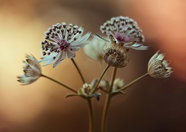 Astrantia