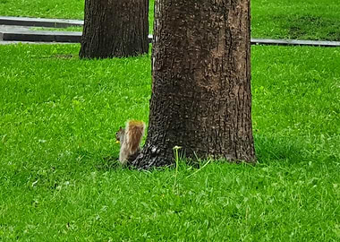 Squirrel