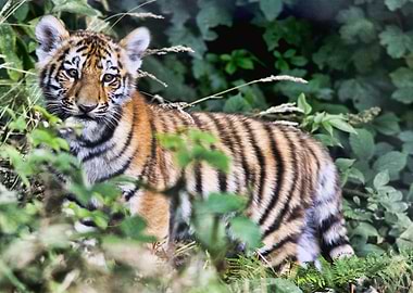 Baby Tiger