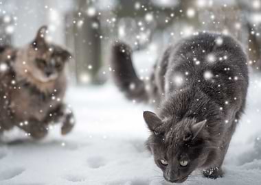 Cats in the snow