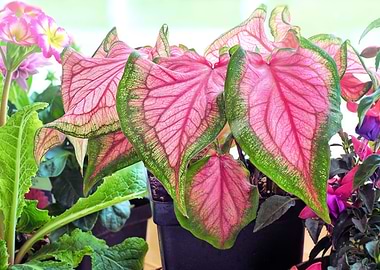 Tropical Pink Leaves