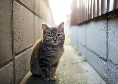 Cute Cat