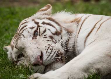 White Tiger