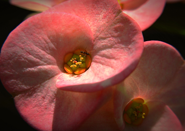 Spiral Flower Feeds Ant