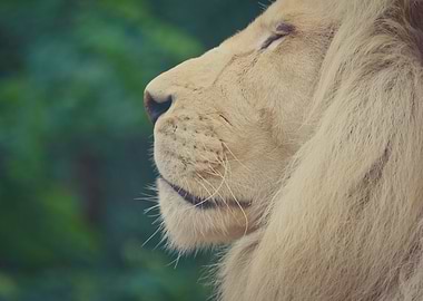 Majestic Lion