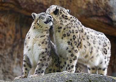 Snow leopards
