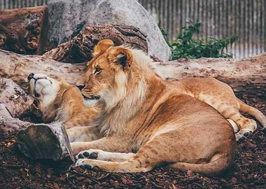 Lazy Lion