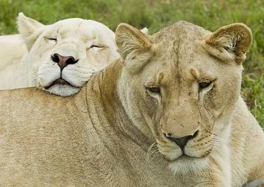 Lazy Lions