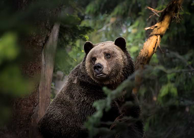 Bear in the Forest