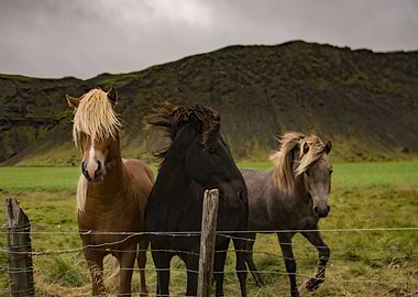 Horses
