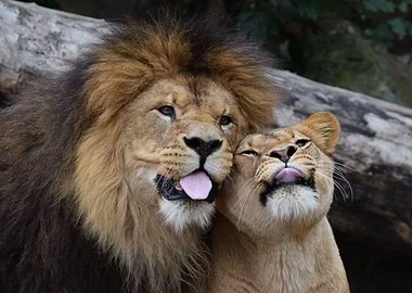 Lions