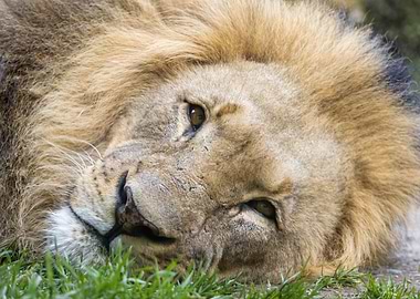 Lazy Lion