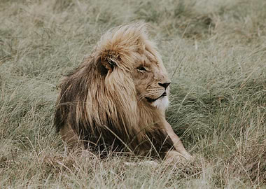 Wild Lion