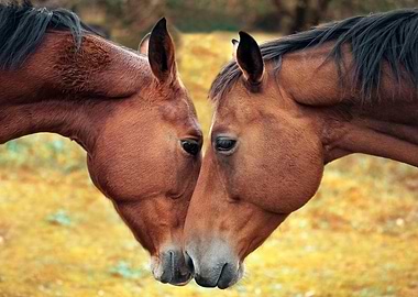 Horses in Love