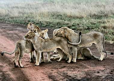 Lions