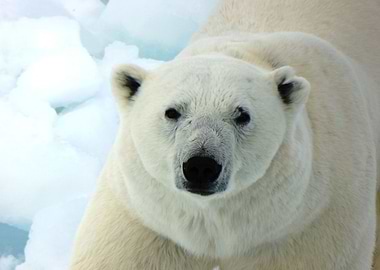 Polar Bear
