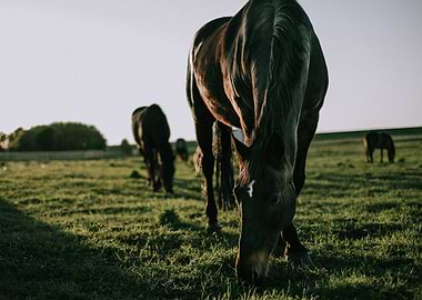 Herd of horses