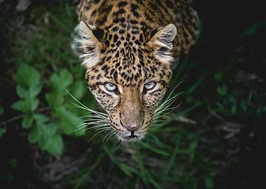 Leopard