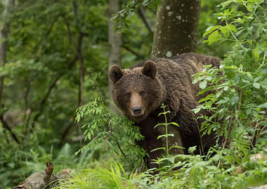 Bear in the Forest