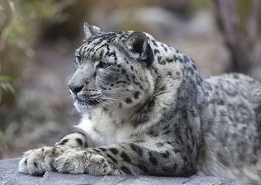 Snow leopard