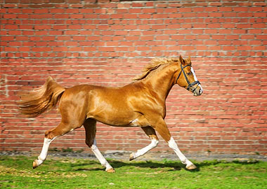 Running Horse