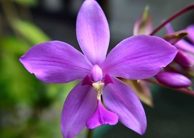 Ground Orchid Flower