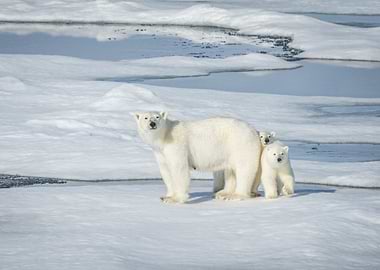 Polar Bears