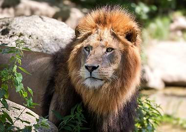 Majestic Lion