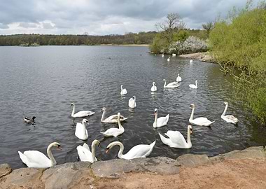 Groby Pool