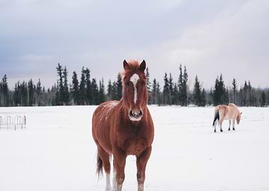 Horses during the winter