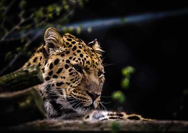 Leopard
