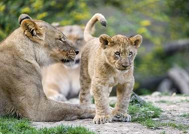 Baby Lion