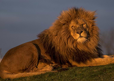 Majestic Lion
