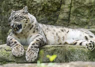 Snow leopard