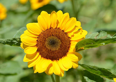 Sunflower Macro Photo