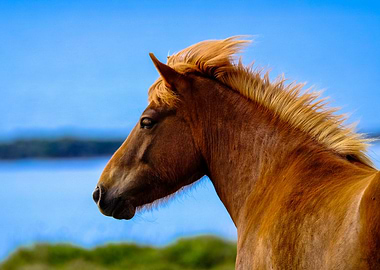 Beautiful Horse