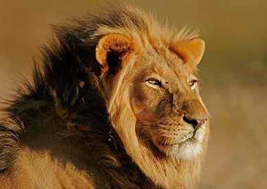 Majestic Lion