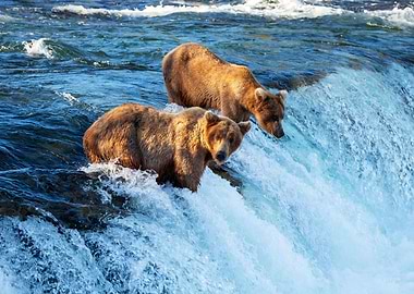 Bears in the river