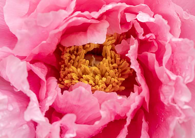 Peony flower