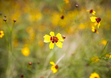 Yellow wildflowers